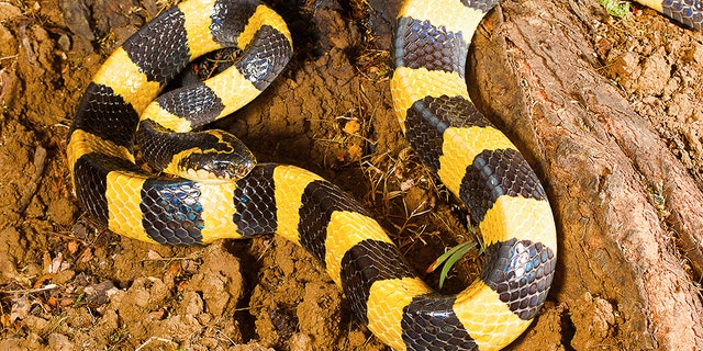 An extremely venomous snake (not pictured) was discovered in an unsuspecting man's luggage.