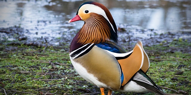 A Mandarin duck is native to East Asia.