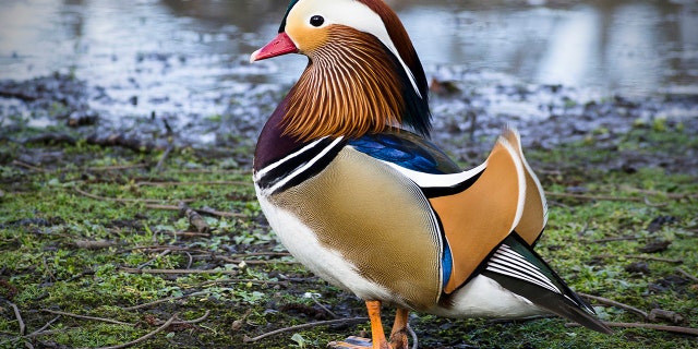 A Mandarin duck is native to East Asia.