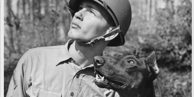 “Pfc. Homer J. Finley, Jr. USMC, is shown with his canine leatherneck buddy, ‘Jan’ spotting a make-believe sniper in a tree during the day’s rugged training period. Pvt. ‘Jan’, a Doberman Pinscher, was enlisted by his owner for the duration.”