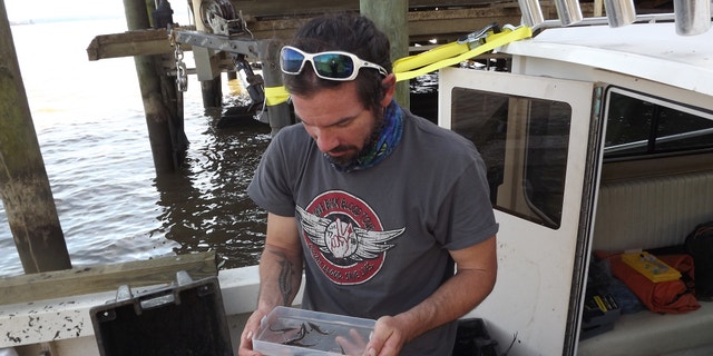 Atlantic sturgeon were "once-plentiful" in the James River.