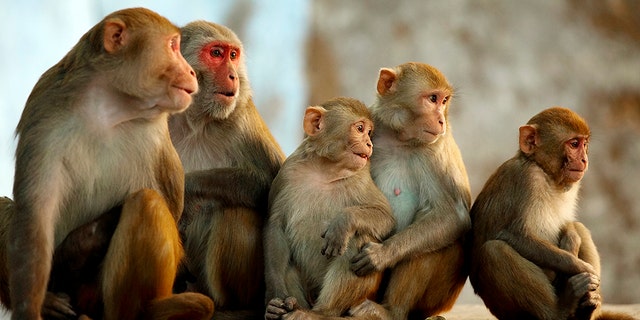 Coronavirus treatment remdesivir reduced virus in monkeys, researchers