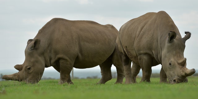 Rhino rescue? Scientists may hold key to saving northern white