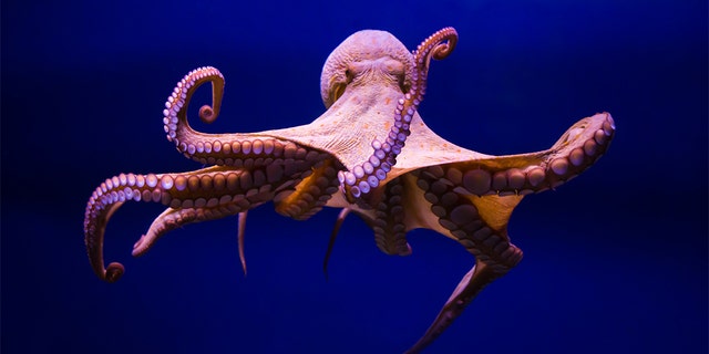 An official at the aquarium said there were "babies everywhere" after they hatched.