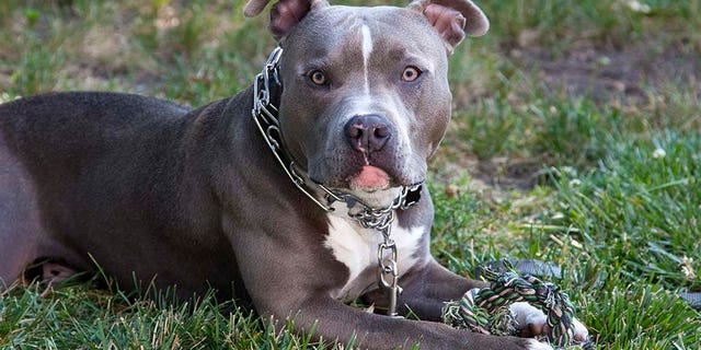 The pit bull (not pictured) was reportedly euthanized following the incident. (iStock)