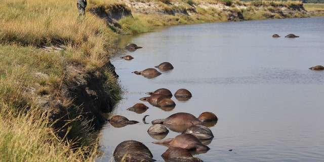 Hundreds of buffalo drowned in the Chobe river after being chased by a pride of lions. (Serondela Lodge)