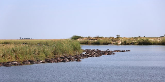 Officials estimate that 400 buffaloes died in the mass drowning. (Serondela Lodge)