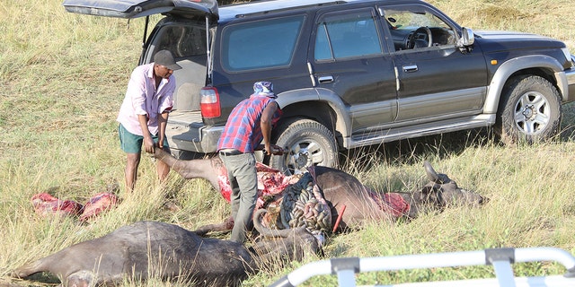   Local people cut up buffalo carcbades for meat. (Serondela Lodge) 