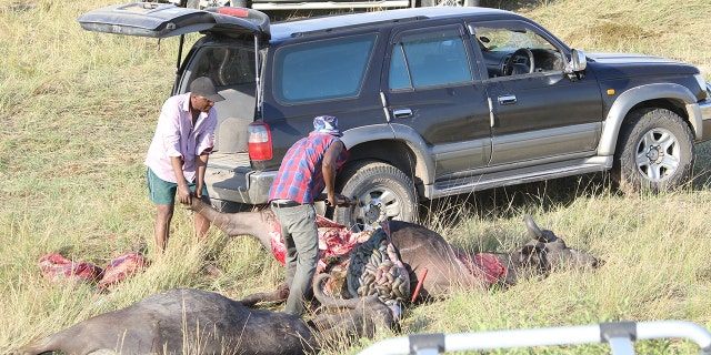 Local people cut the buffalo carcasses up for meat. (Serondela Lodge)