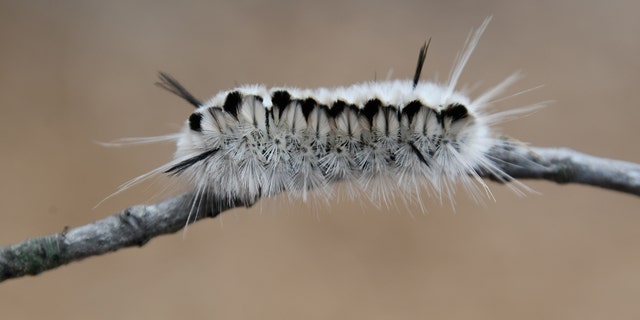 Close-up of a hickory tussock moth caterpillar on a branch.