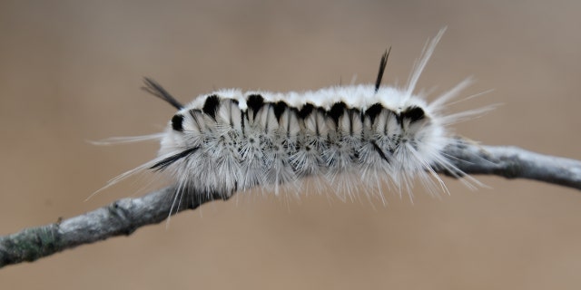 Close-up of a hickory tussock moth caterpillar on a branch.