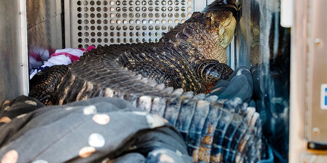 A 7-foot-long, 200-pound alligator named Catfish was found in a hot tub by a landlord evicting a tenant in Kansas City on Wednesday.