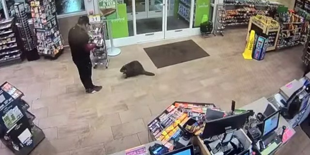 A beaver is seen inside a Cumberland Farms store in Fitchburg, Mass.