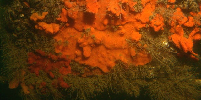 Sea squirts are booming off the coast of Maine.