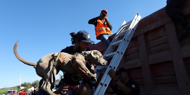 Un migrant d'Amérique centrale faisant partie de la caravane dans l'espoir d'atteindre la frontière américaine, emmène son chien dans un camion à benne basculante, en route pour Mazatlan, au Mexique, le mardi 13 novembre 2018.