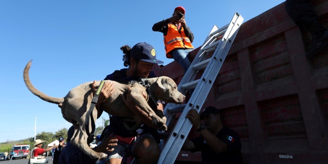 A Central American migrant, part of the caravan hoping to reach the U.S. border, carries his dog into a dump truck, on their way to Mazatlan, Mexico, Tuesday, Nov. 13, 2018.