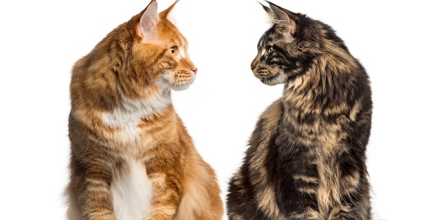 "Draw up a schedule" of the family members who will help "with the care of your new pet," advised Tina Reddington Fried of the ASPCA in Los Angeles.