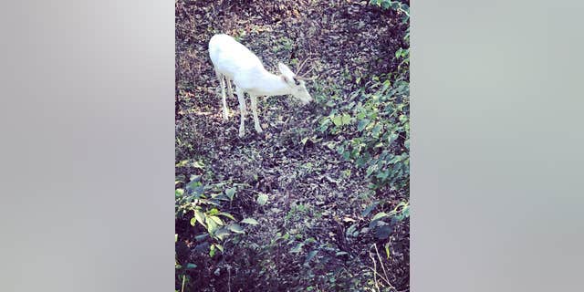 The chances of deer being born with albinism are roughly one in 20,000.