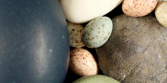 A team of researchers has found that “birds inherited their egg color from non-avian dinosaur ancestors that laid eggs in fully or partially open nests,” Yale University announced Wednesday.