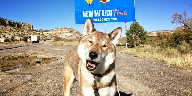 The dog, Mura, was found to have an aggressive blood cancer in September.