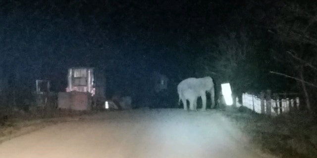 State police said the elephant got lost after wandering away from an animal sanctuary.