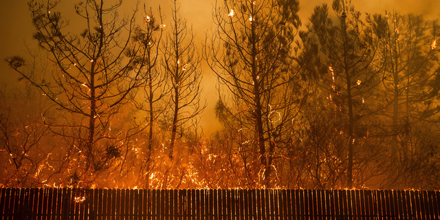 Flames climb trees as the Camp Fire tears through Paradise, Calif., on Thursday, Nov. 8, 2018. (AP Photo/Noah Berger, File)