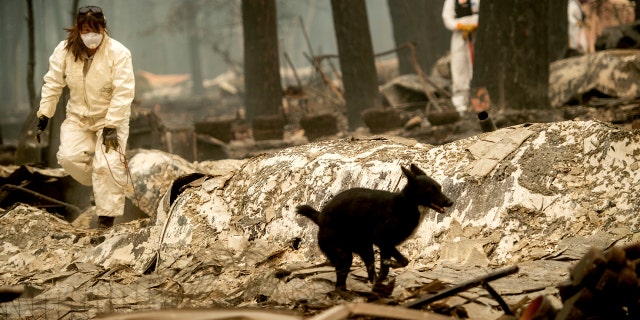 Search and rescue workers look for bodies of Camp Fire victims at the Holly Hills Mobile Estates on Wednesday, Nov. 14, 2018, in Paradise, Calif.