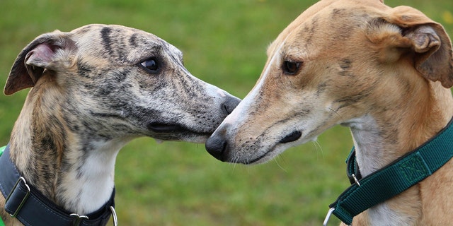 greyhound dog racing near me