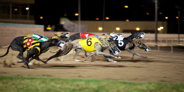 Backers spent more than $3 million getting the measure adopted — 10 times the amount spent by racing supporters.
