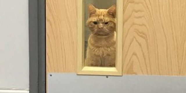 A cat who's been dubbed "Grumpy Cat 2.0" has gone viral for his dissatisfied expression.