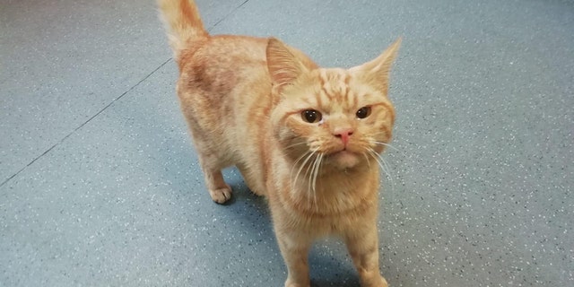 Also known as Saul, the ginger cat was found on the street where vets think he was hit by a car.