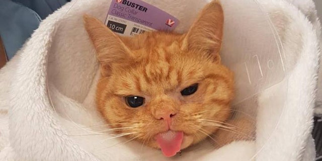 Despite his expression, the hospital says he's quite enjoying himself and is very friendly.