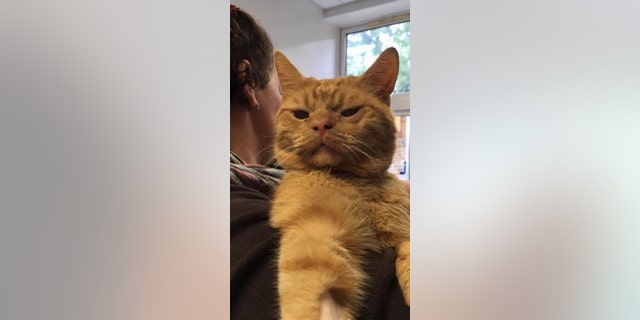 Saul will soon be ready to get adopted into his forever home.