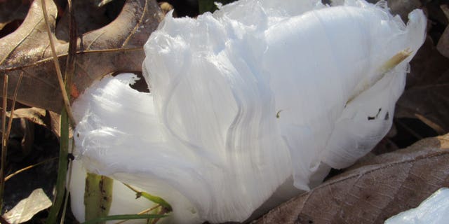 The fungus responsible was discovered in 2015 by scientists in Germany and Switzerland.