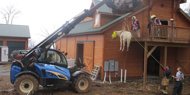 Holly, a 12-year-old Welsh Percheron cross pony, had to be rescued after getting stuck in a hayloft in Virginia.