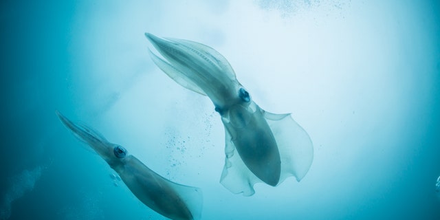 A fisherman ended up with more than he bargained for after he hooked a crafty squid.