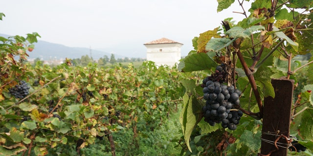 While the story of Franciacorta is very young, the tradition of winemaking goes back centuries.