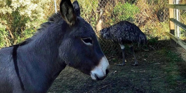 The animal shelter fears Jack and Diane will not be adopted.
