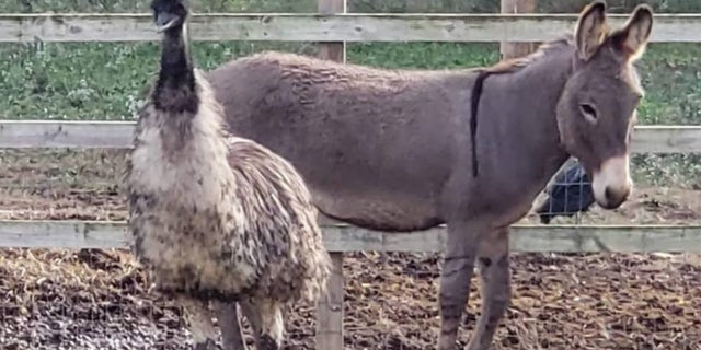 Jack and Diane have become local celebrities.