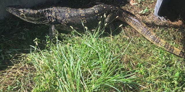 The lizard was finally captured on Tuesday, wildlife officials said.