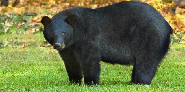 FILE: The Louisiana black bear is one of 16 subspecies of the American black bear.