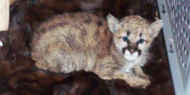 The baby mountain lion was discovered on Monday, after the locals reported finding it in a snow bank.