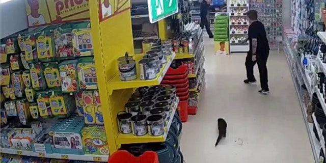 L’expert "est en train de le soigner pour le ramener à la santé avec tous ses autres animaux", a déclaré le gérant du magasin.