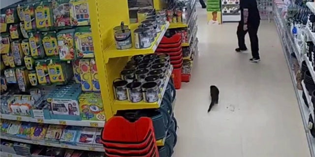 The expert "is now nursing him back to health with all her other animals," the store manager said.