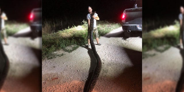 The python weighed 120 pounds, according to the agency.