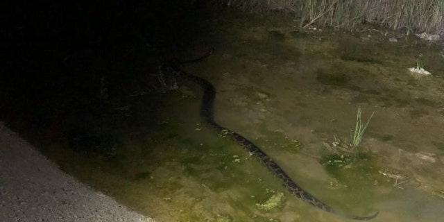 The python was one of the few caught by a hunter with the SFWMD's Python Elimination Program that measured more than 17 feet in length.