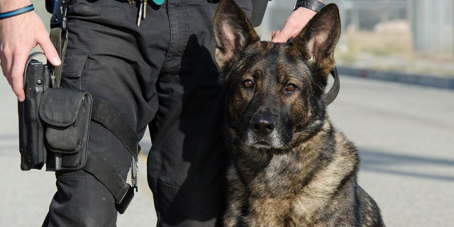 Drug-sniffing dogs at police departments are being forced into early retirements as more states legalize marijuana.