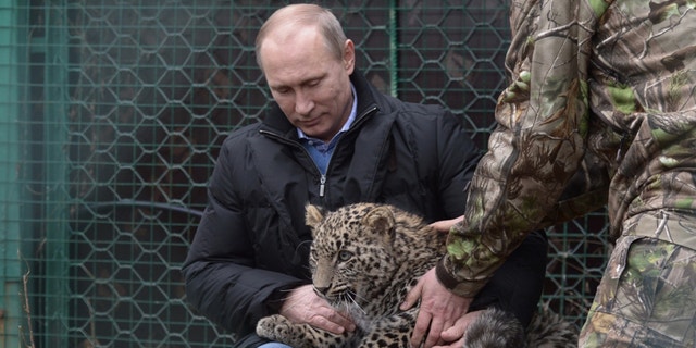 President Putin patting a leopard