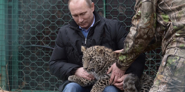 President Putin patting a leopard