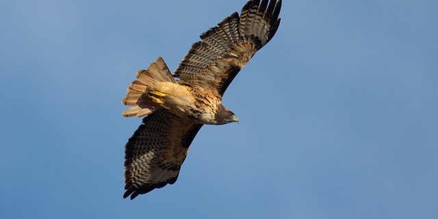 A red-tailed hawk.